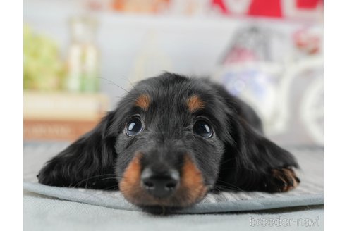 成約済の茨城県のカニンヘンダックスフンド(ロングヘアード)-327233の6枚目