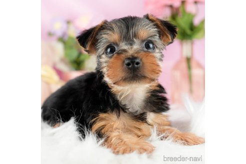 成約済の茨城県のヨークシャーテリア-327237の4枚目