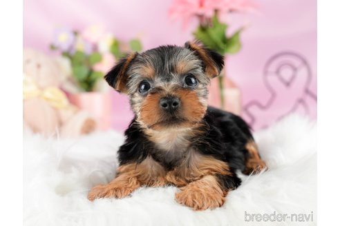 成約済の茨城県のヨークシャーテリア-327237の5枚目