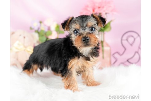 成約済の茨城県のヨークシャーテリア-327237の3枚目