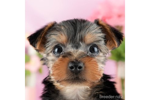 成約済の茨城県のヨークシャーテリア-327237の1枚目