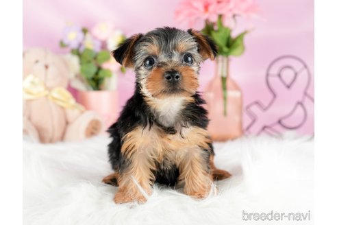 成約済の茨城県のヨークシャーテリア-327237の2枚目