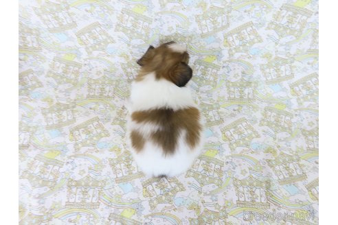 成約済の千葉県のパピヨン-327252の7枚目