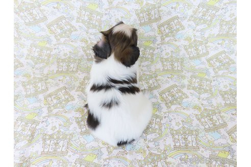 成約済の千葉県のパピヨン-327254の9枚目