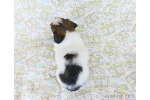 成約済の千葉県のパピヨン-327257の9枚目