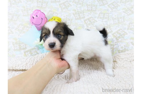 成約済の千葉県のパピヨン-327257の10枚目