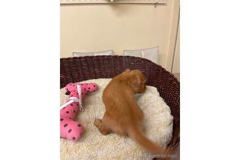 成約済の愛知県のミニチュアダックスフンド(ロングヘアード)-327280の2枚目