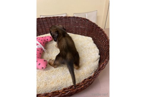 成約済の愛知県のミニチュアダックスフンド(ロングヘアード)-327283の3枚目
