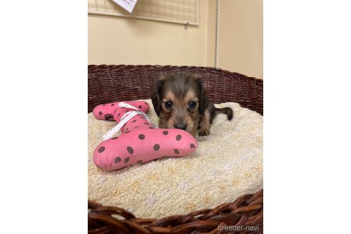 成約済の愛知県のミニチュアダックスフンド(ロングヘアード)-327284の4枚目