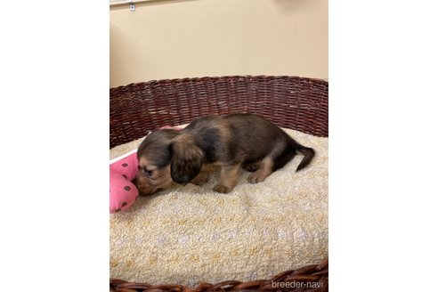 成約済の愛知県のミニチュアダックスフンド(ロングヘアード)-327284の5枚目