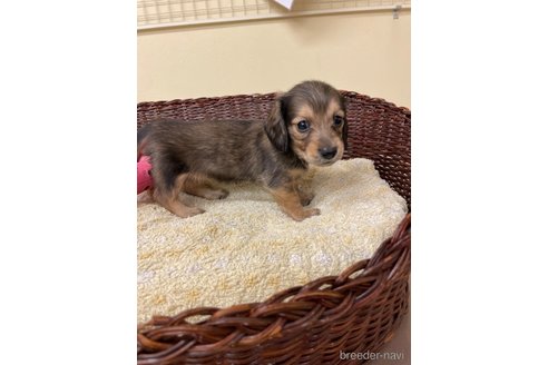 成約済の愛知県のミニチュアダックスフンド(ロングヘアード)-327284の2枚目