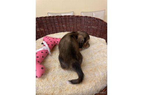 成約済の愛知県のミニチュアダックスフンド(ロングヘアード)-327284の3枚目