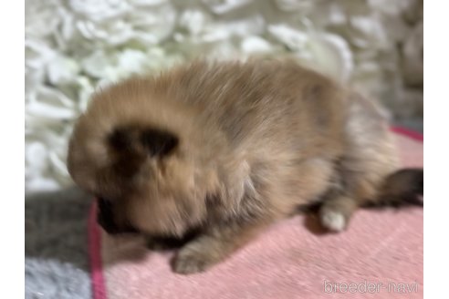 成約済の千葉県のポメラニアン-322411の9枚目