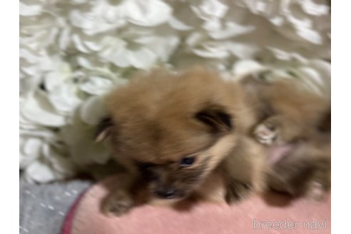 成約済の千葉県のポメラニアン-322411の7枚目