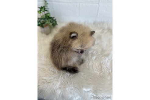 成約済の愛媛県のポメラニアン-327298の8枚目
