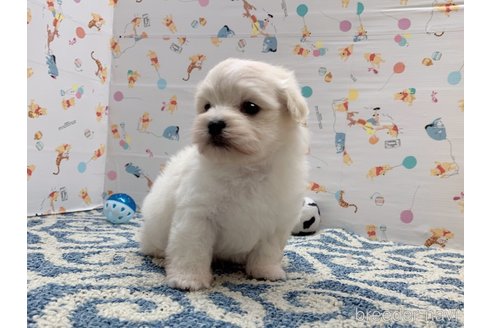 成約済ののミックス犬-324913