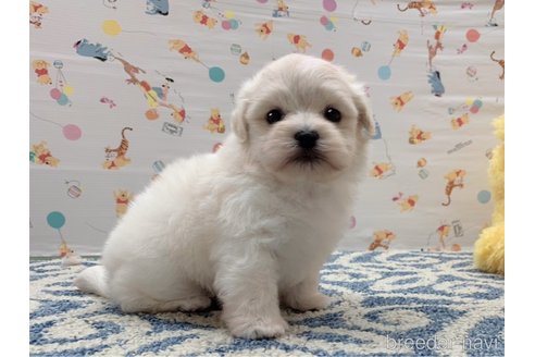 成約済の東京都のミックス犬-324913の4枚目