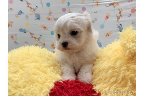 成約済の東京都のミックス犬-324914の8枚目