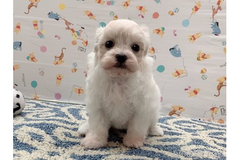成約済の東京都のミックス犬-324914の6枚目