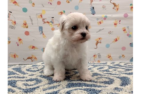 成約済の東京都のミックス犬-324914の7枚目