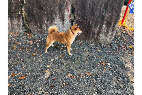 成約済の愛知県の豆柴-327310の3枚目