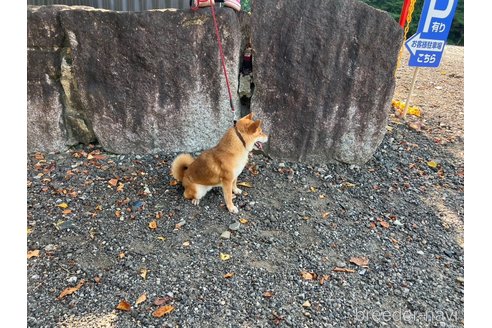 成約済の愛知県の豆柴-327310の5枚目