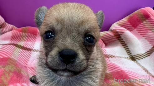 成約済の長野県のミックス犬-327314の1枚目