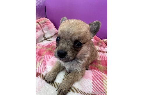成約済の長野県のミックス犬-327314の2枚目