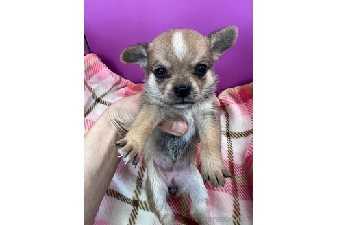 成約済の長野県のミックス犬-327315の2枚目