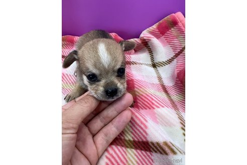 成約済の長野県のミックス犬-327315の3枚目