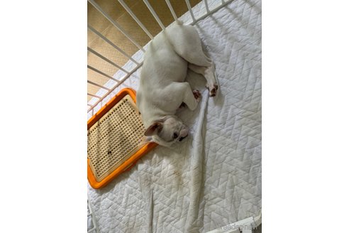 成約済の福岡県のフレンチブルドッグ-283167の3枚目