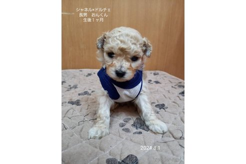 成約済の大阪府のティーカッププードル-321007の2枚目