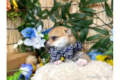 成約済の愛知県の豆柴-324760の8枚目