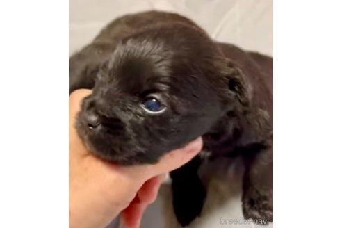 成約済の奈良県のミックス犬-300400の2枚目
