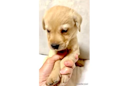 成約済の奈良県のラブラドールレトリーバー-323130の2枚目