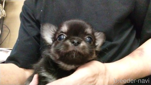 成約済の愛知県のチワワ(ロングコート)-320985の5枚目