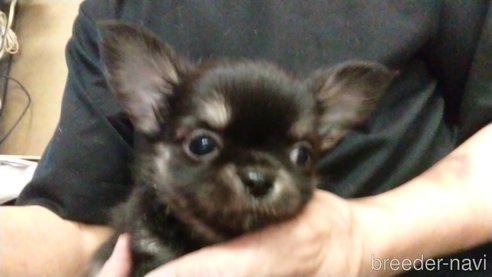 成約済の愛知県のチワワ(ロングコート)-320985の4枚目