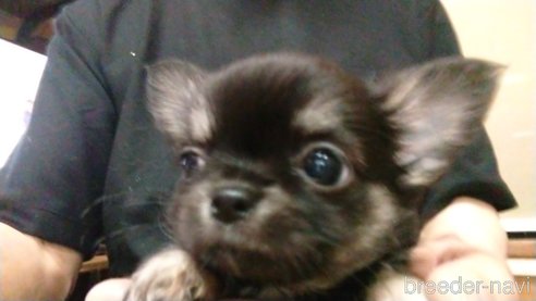 成約済の愛知県のチワワ(ロングコート)-320985の2枚目