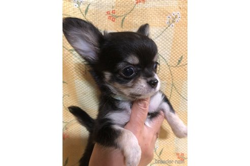 成約済の兵庫県のチワワ(ロングコート)-325493の2枚目
