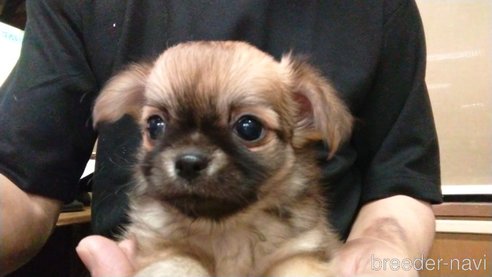 成約済の愛知県のチワワ(ロングコート)-320986の8枚目