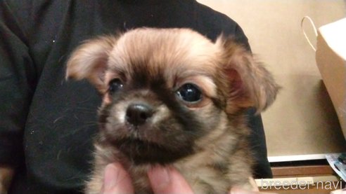 成約済の愛知県のチワワ(ロングコート)-320986の6枚目