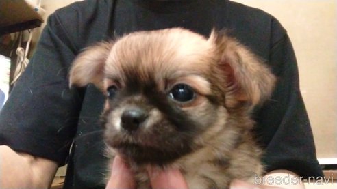 成約済の愛知県のチワワ(ロングコート)-320986の5枚目