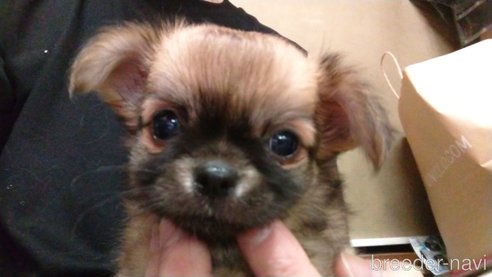 成約済の愛知県のチワワ(ロングコート)-320986の4枚目