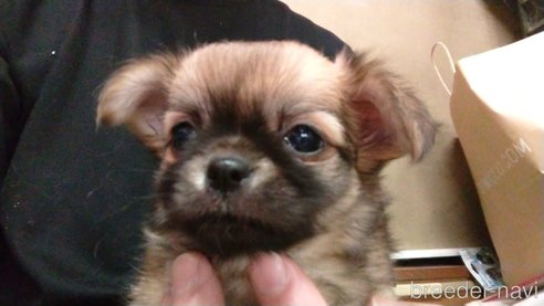 成約済の愛知県のチワワ(ロングコート)-320986の3枚目