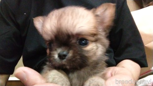 成約済の愛知県のチワワ(ロングコート)-320984の3枚目