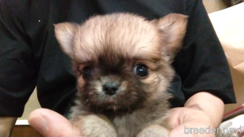 成約済の愛知県のチワワ(ロングコート)-320984の1枚目