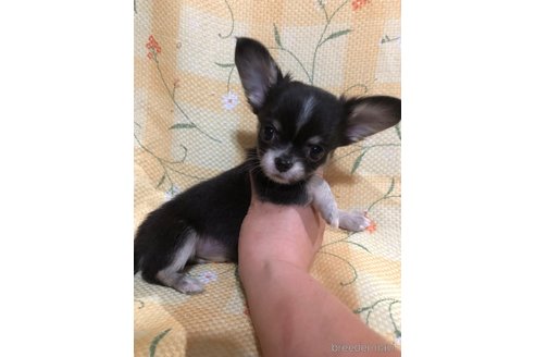 成約済の兵庫県のチワワ(ロングコート)-325496の2枚目
