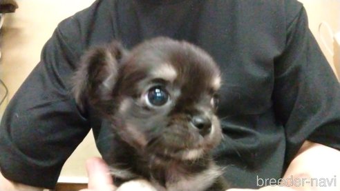 成約済の愛知県のチワワ(ロングコート)-320982の6枚目