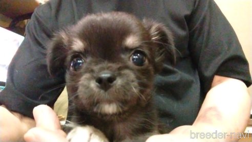 成約済の愛知県のチワワ(ロングコート)-320982の4枚目