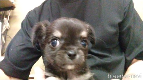 成約済の愛知県のチワワ(ロングコート)-320982の3枚目